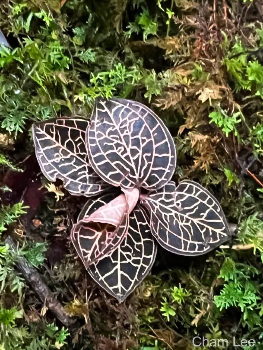 Anoectochilus regalis Blume